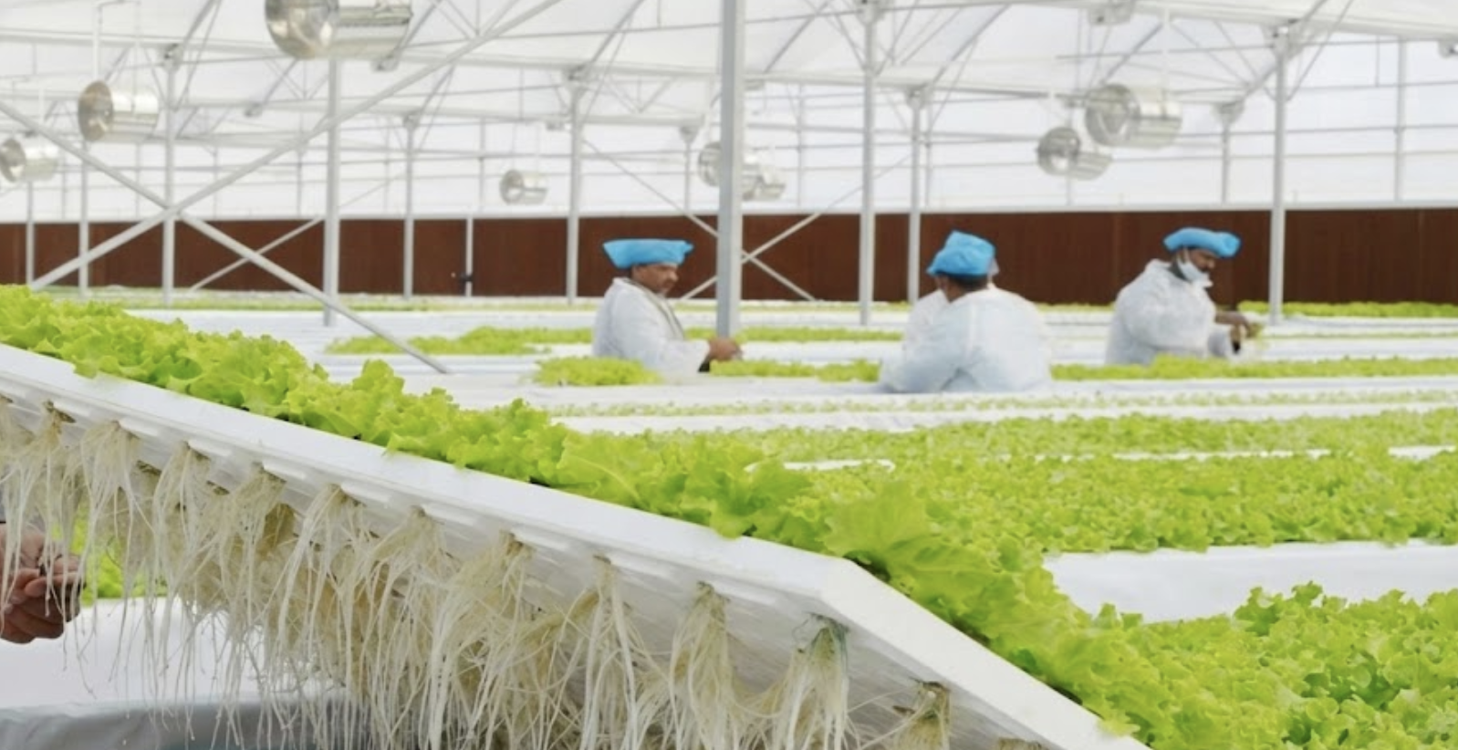 Floating Cultivation