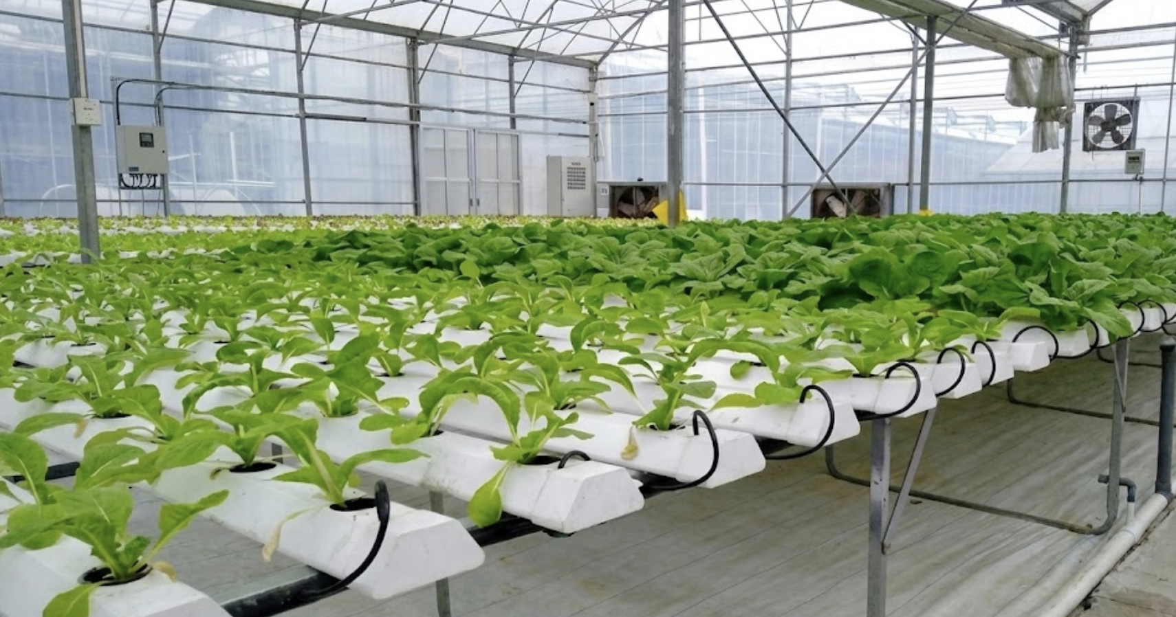 NFT Cultivation