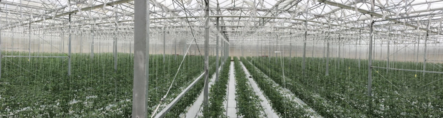 Greenhouse Project Australia